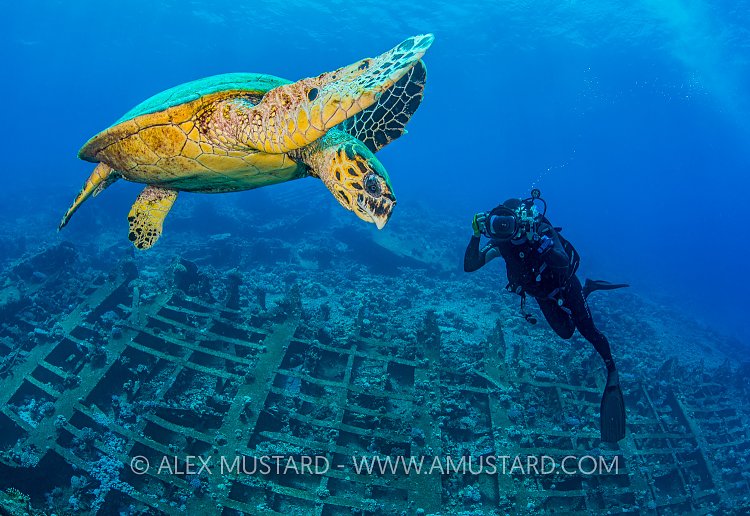 Hawksbill On Wreck. Egypt