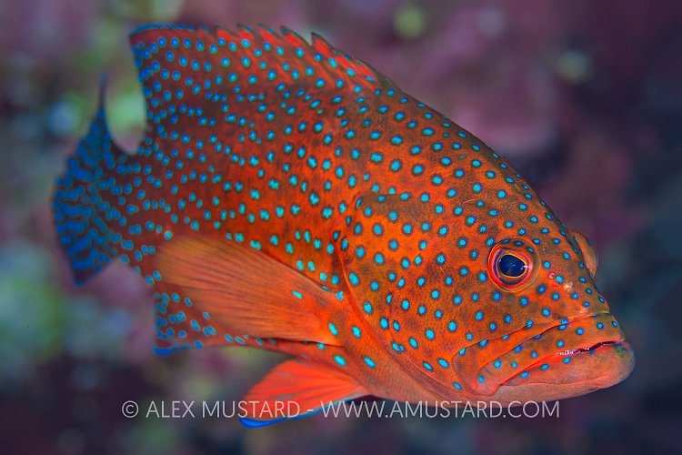 Coral Grouper. Egypt