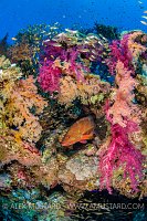 Grouper In Colourful Reef. Egypt.
