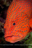 Coral Grouper, Egypt.