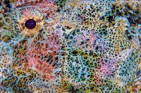 Scorpionfish Skin, Egypt.