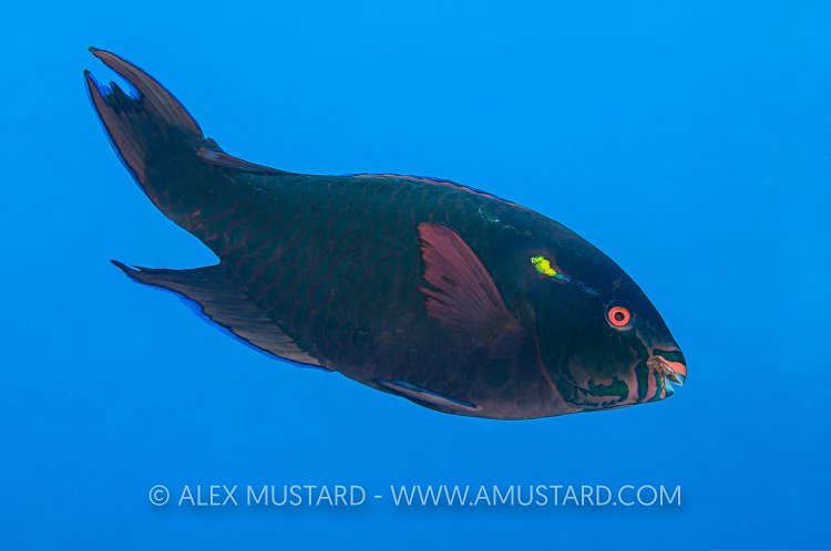 Parotfish Display, Egypt.