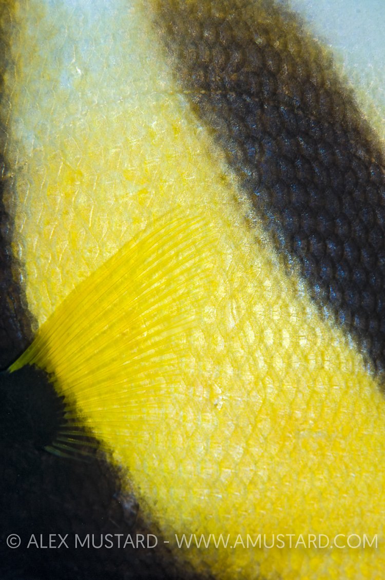 Bannerfish Abstract, Egypt.