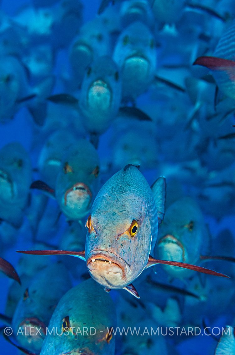 Snapper Portrait, Egypt.