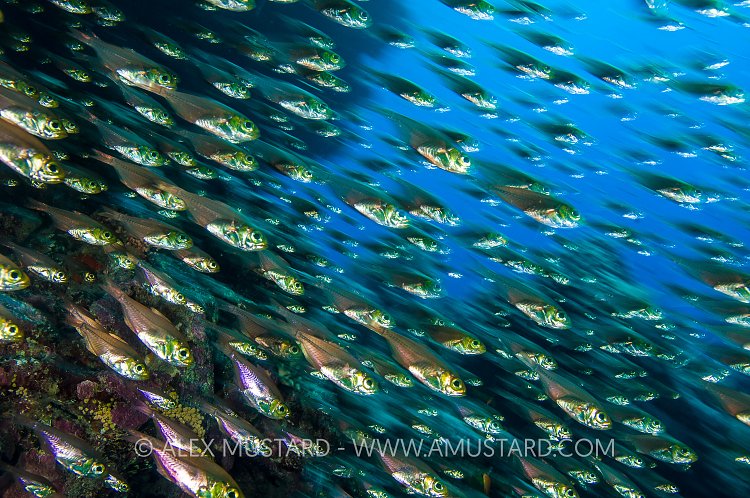 Golden Sweepers Movement, Egypt.