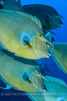 Unicornfish School, Egypt.