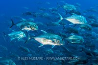 Giant Trevally School, Egypt.