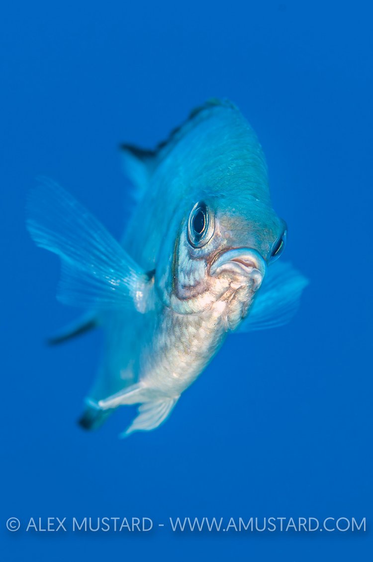 White Belly Damsel, Egypt.