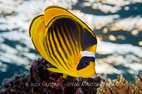 Racoon Butterflyfish, Egypt.