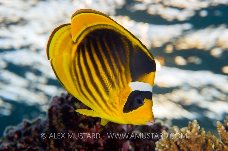 Racoon Butterflyfish, Egypt.