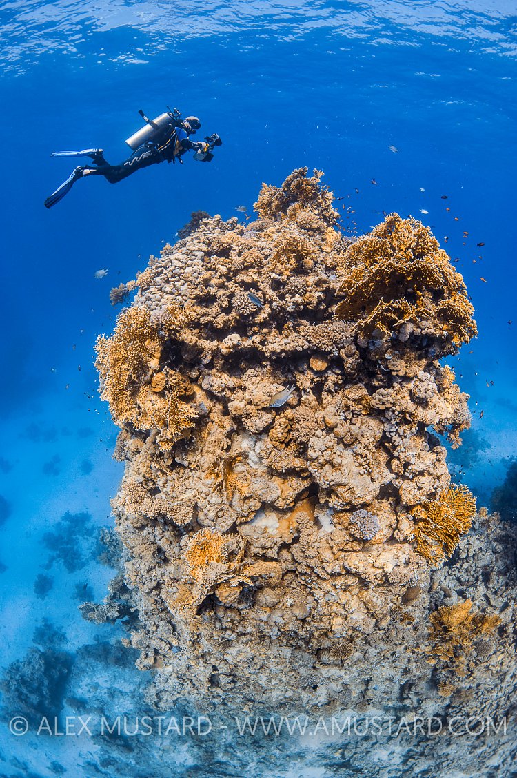 Diver Of Coral Pinnacle, Egypt.