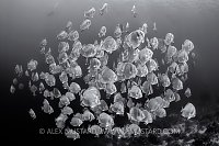 Monochrome Batfish, Egypt.