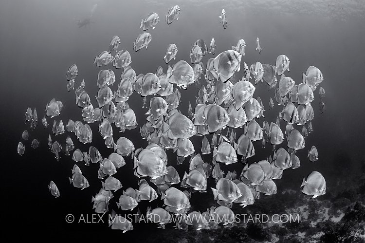 Monochrome Batfish, Egypt.
