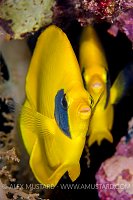 Masked Butterflyfish, Egypt.