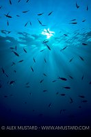 Fusiliers And Sunburst, Egypt.