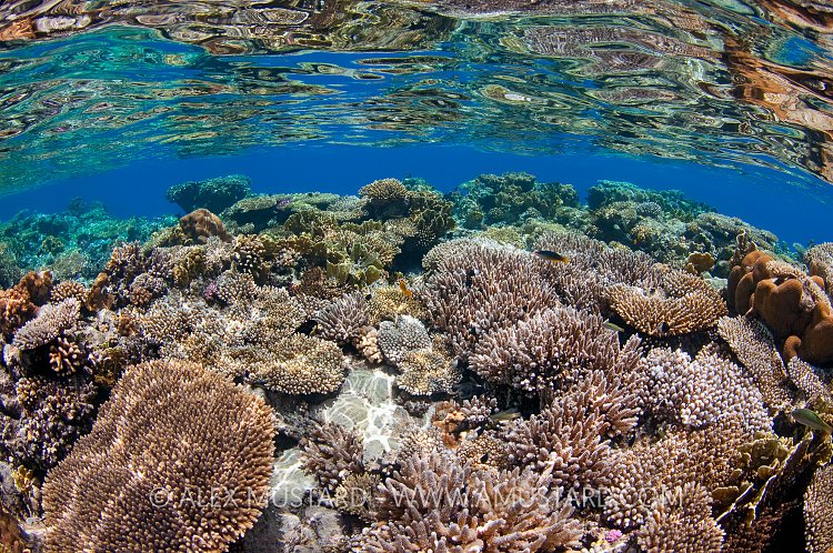 Hard Coral Reflections, Egypt.