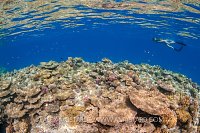 Snorkelling Over The Reef, Egypt.