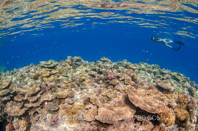Snorkelling Over The Reef, Egypt.