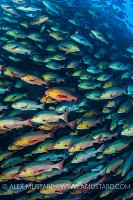 Schooling Snappers, Egypt.