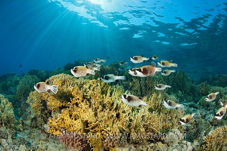 Schooling Puffers, Egypt.