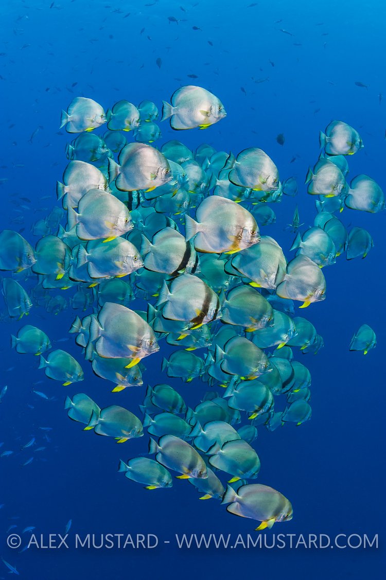 Batfish School, Egypt.