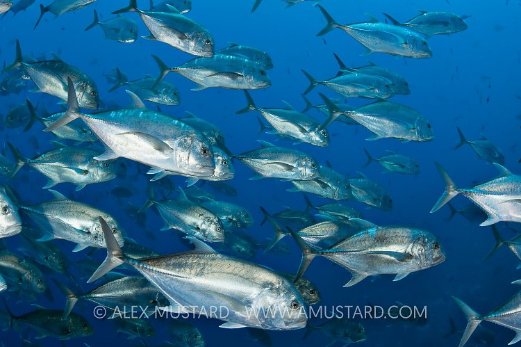 Giant Trevally School, Egypt.