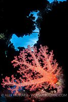 Soft Coral In Cavern, Egypt.