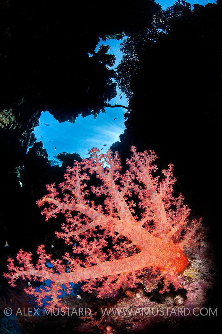 Soft Coral In Cavern, Egypt.