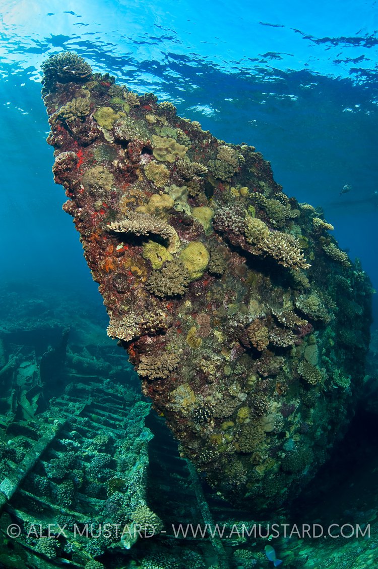 Chrisoula K Bow, Egypt.