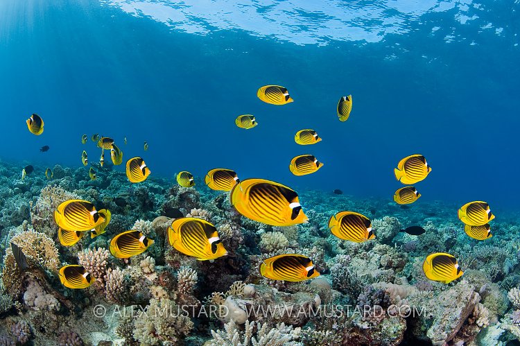 Schooling Butterflyfish, Egypt.