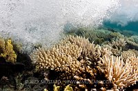 Waves & Corals, Egypt.