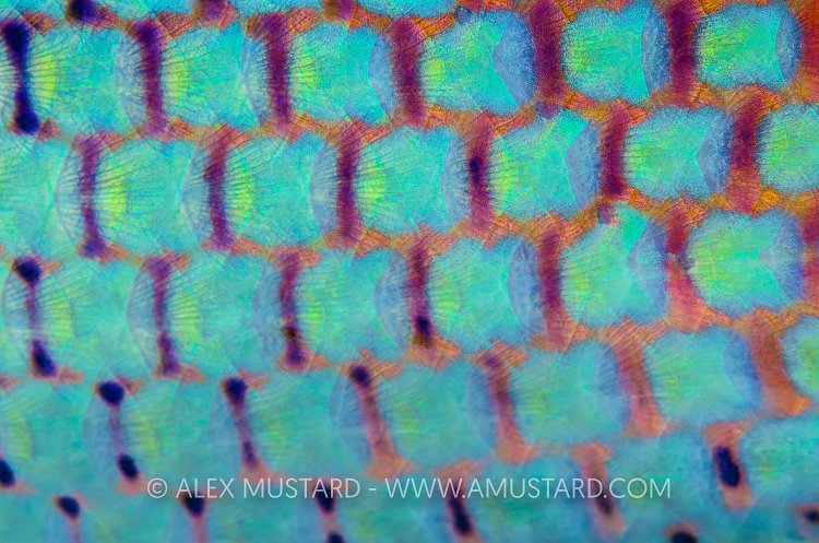 Checkerboard Wrasse, Egypt.