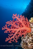 Red Soft Coral, Egypt.