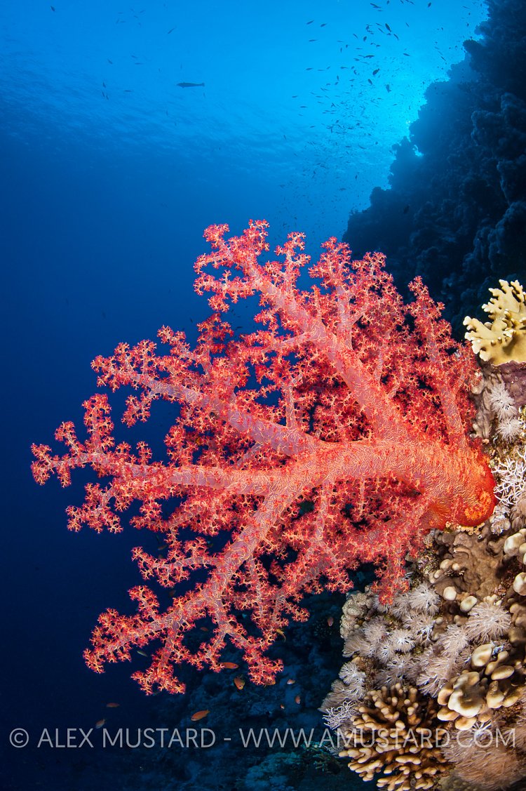 Red Soft Coral, Egypt.