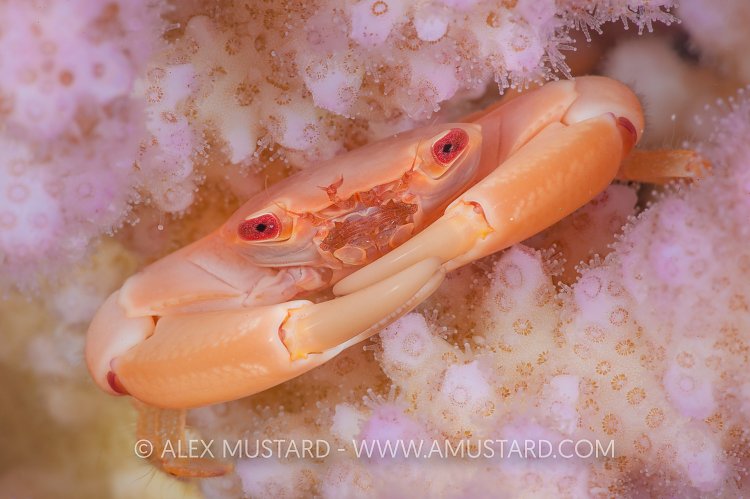 Coral Guard Crab, Egypt.