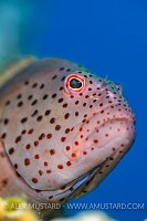 Hawkfish Portrait, Egypt.