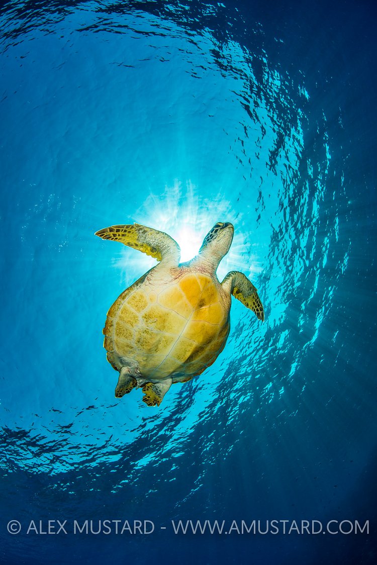 Green Turtle In Sunburst, Egypt.