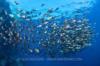 Bohars Off Reef, Egypt.