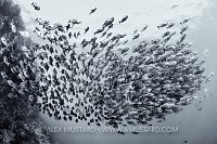 Bohar School, Egypt.