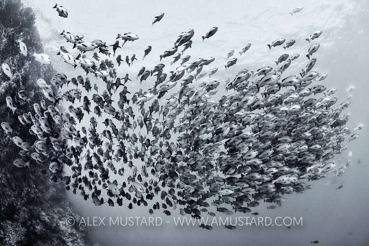 Bohar School, Egypt.