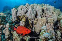 Bigeye On Reef, Egypt.