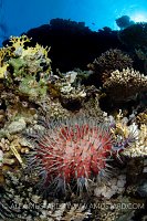 Crown Of Thorns, Egypt.