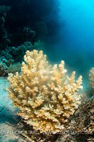 Coral Spawning, Egypt.
