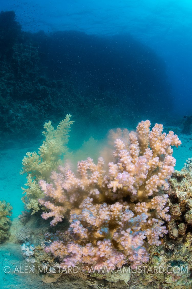 Coral Spawning, Egypt.