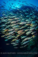 Snapper School, Egypt.