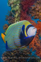 Emperor Angel, Egypt.