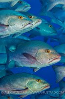 Snapper School, Egypt.