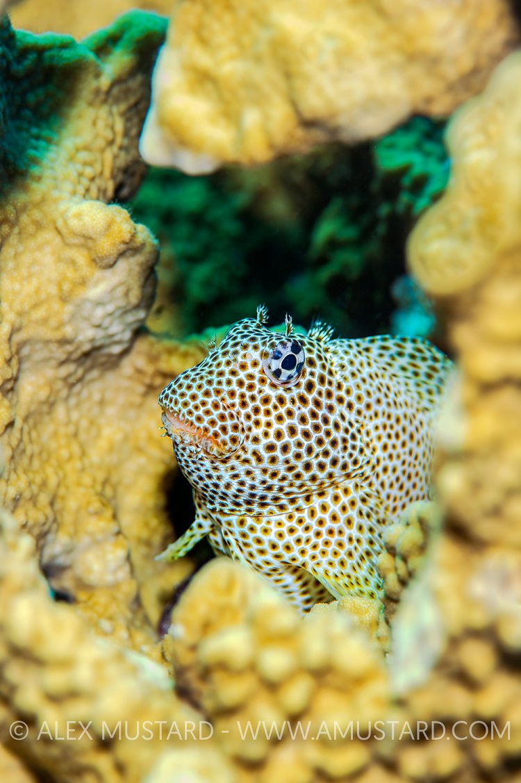 Leopard Blenny Portrait, Egypt.