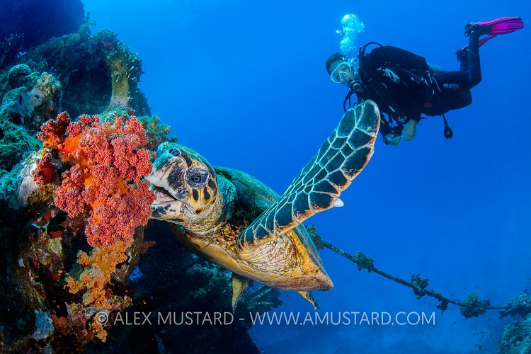 Turtle Feeding With Diver, Egypt.
