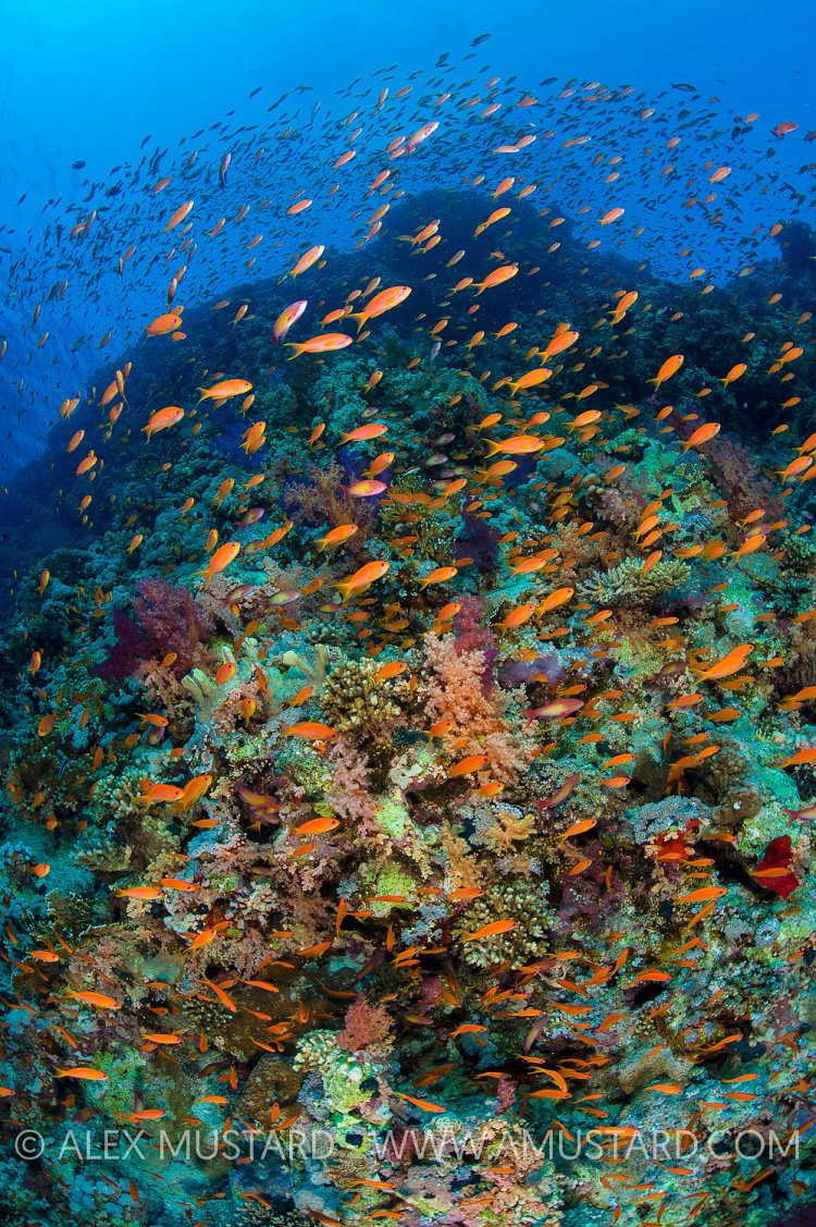 Anthias Cover Reef, Egypt.